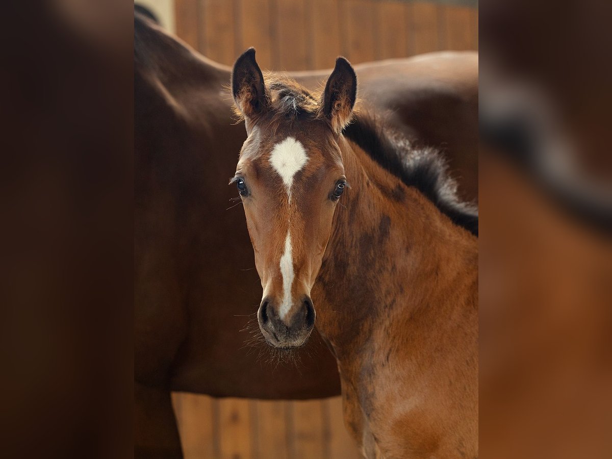 Hanoverian Stallion  16,2 hh Brown in Tangstedt