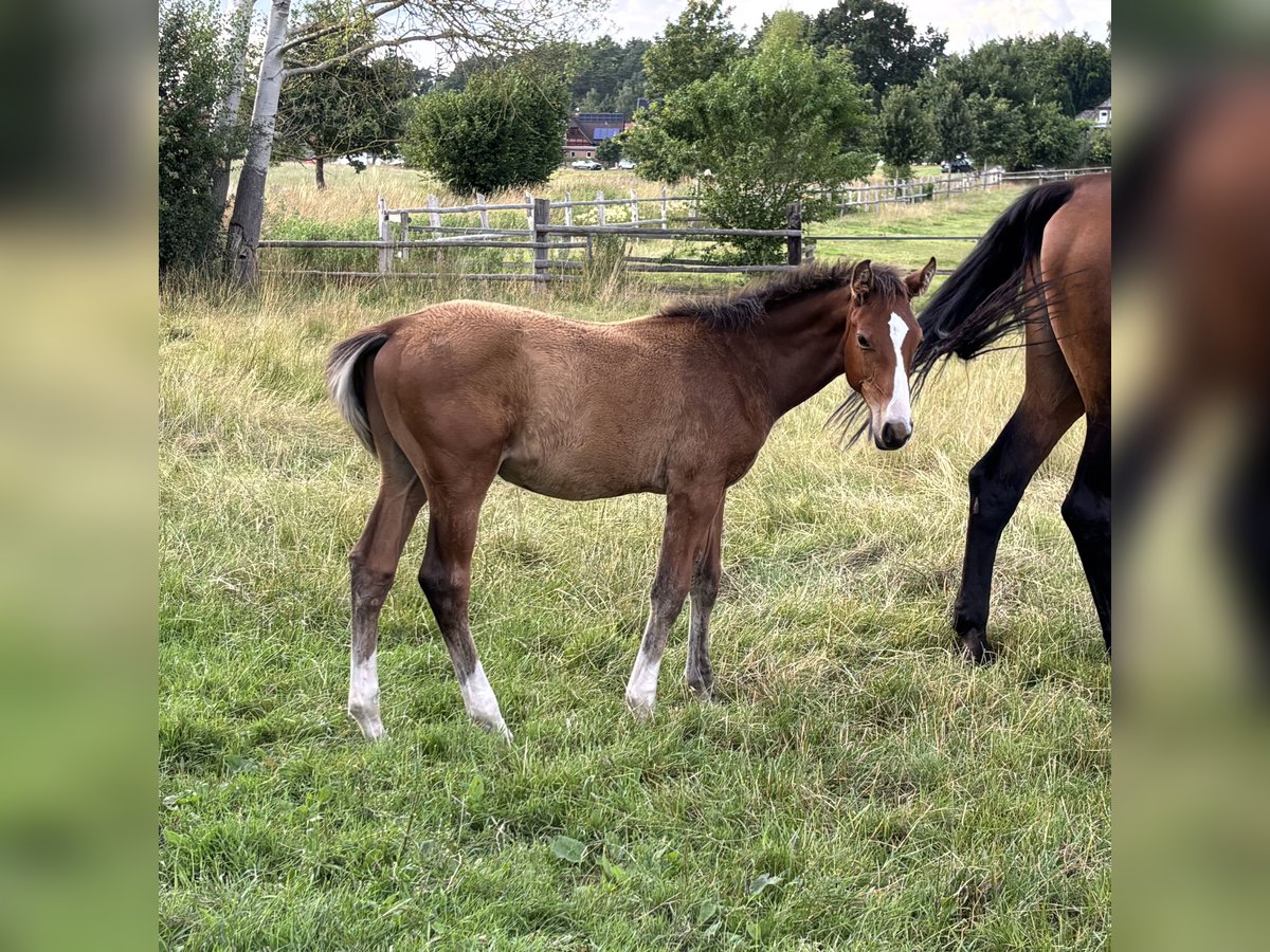 Hanoverian Stallion Foal (03/2025) 16,2 hh Brown-Light in Toppenstedt