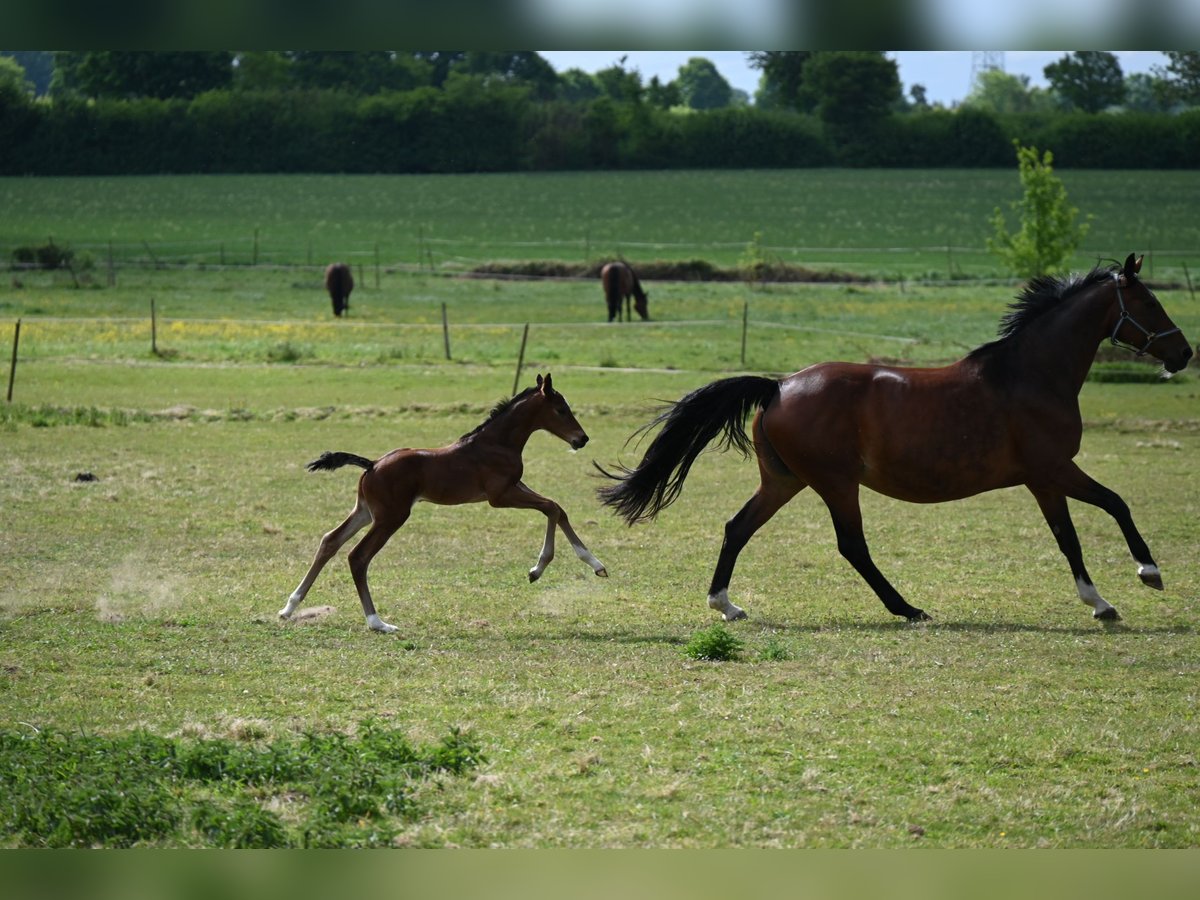 Hanoverian Stallion  16,2 hh Brown in Wohltorf