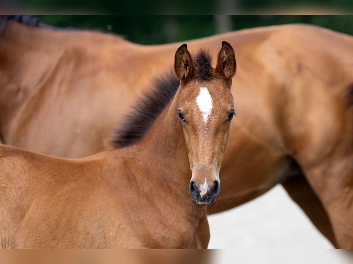 Hanoverian Stallion Foal (05/2025) 16,2 hh Brown in Friedeburg wiesede