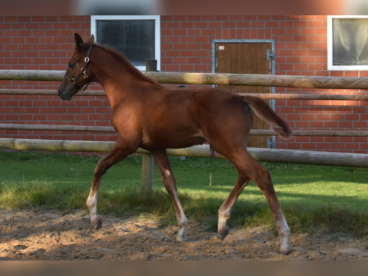 Hanoverian Stallion Foal (06/2025) 16,2 hh Chestnut in Westerkappeln