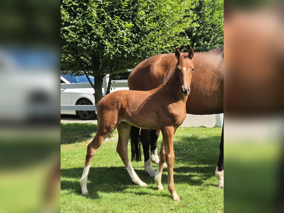 Hanoverian Stallion Foal (05/2025) 16,2 hh Chestnut in Sögel Hanoverian Stallion Foal (05/2025) 16,2 hh Chestnut in Sögel