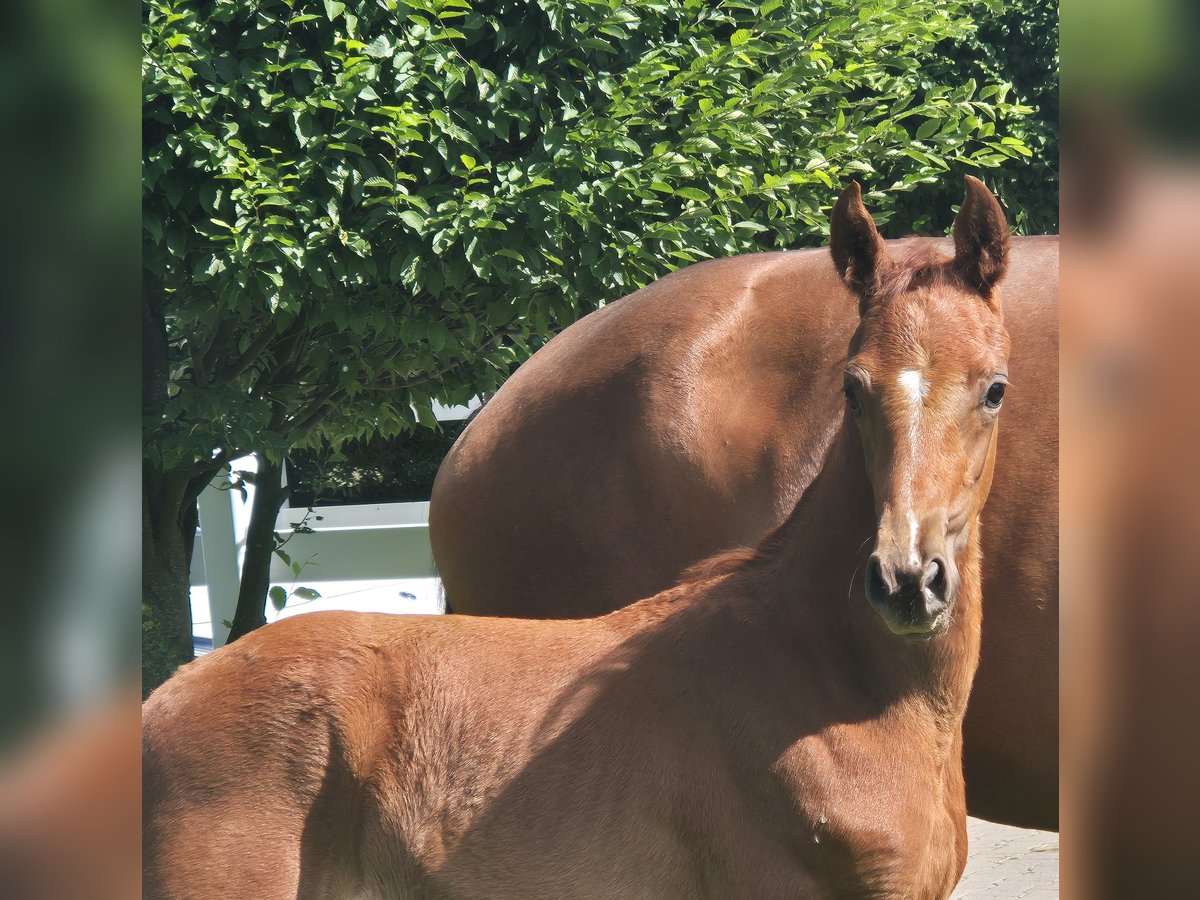 Hanoverian Stallion  16,2 hh Chestnut in S&#xF6;gel