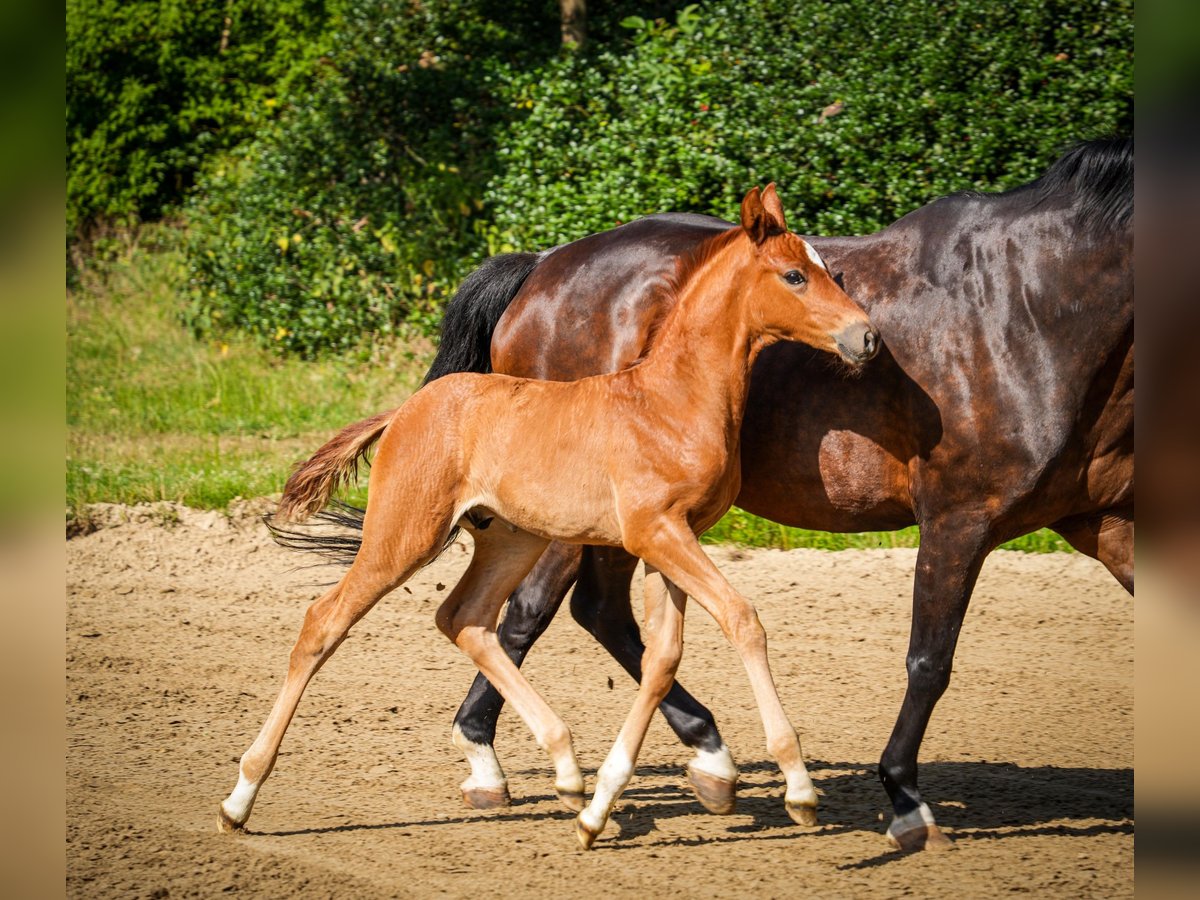 Hanoverian Stallion  16,2 hh Chestnut-Red in Coesfeld