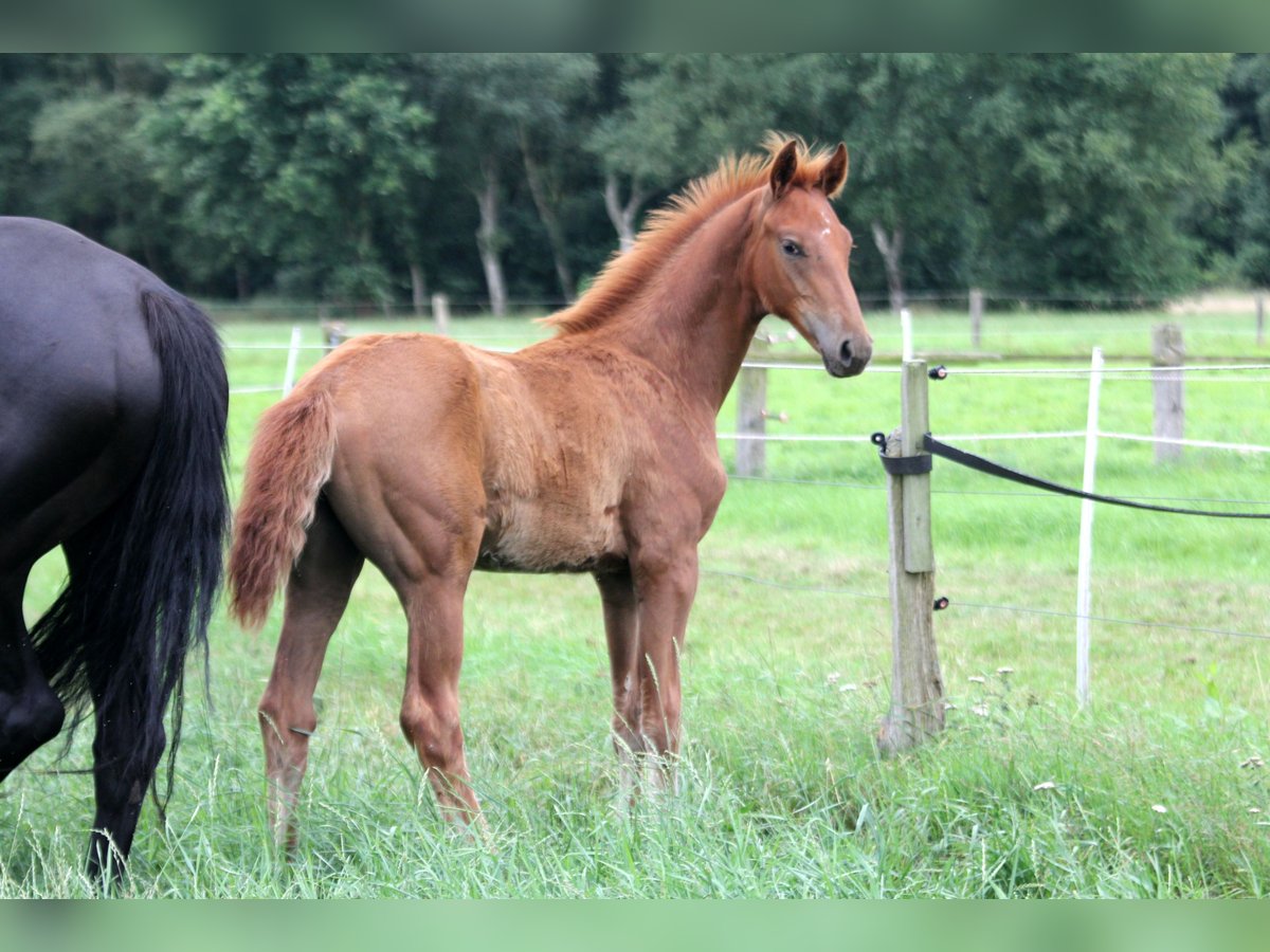 Hanoverian Stallion Foal (04/2025) 16,2 hh Chestnut-Red in Kutenholz
