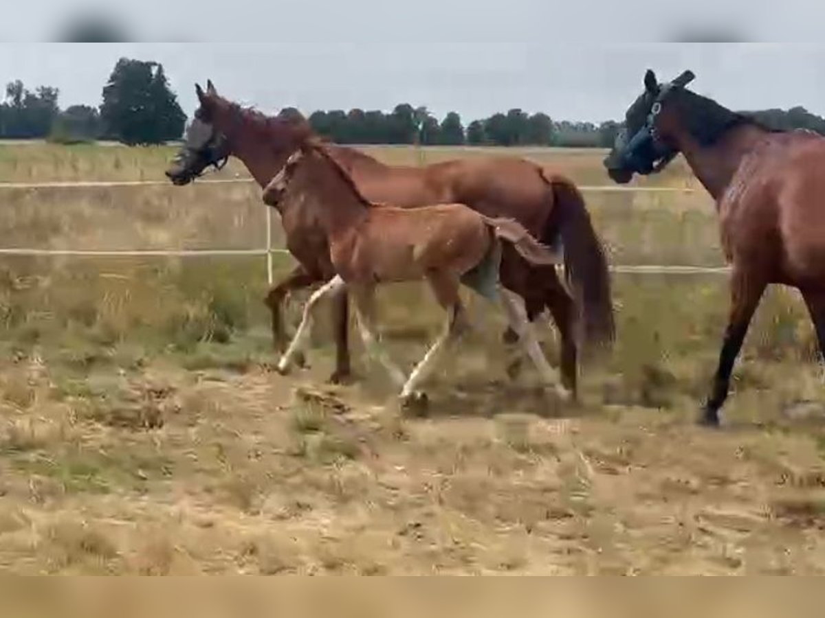 Hanoverian Stallion Foal (05/2025) 16,2 hh Chestnut-Red in Sieroszowice