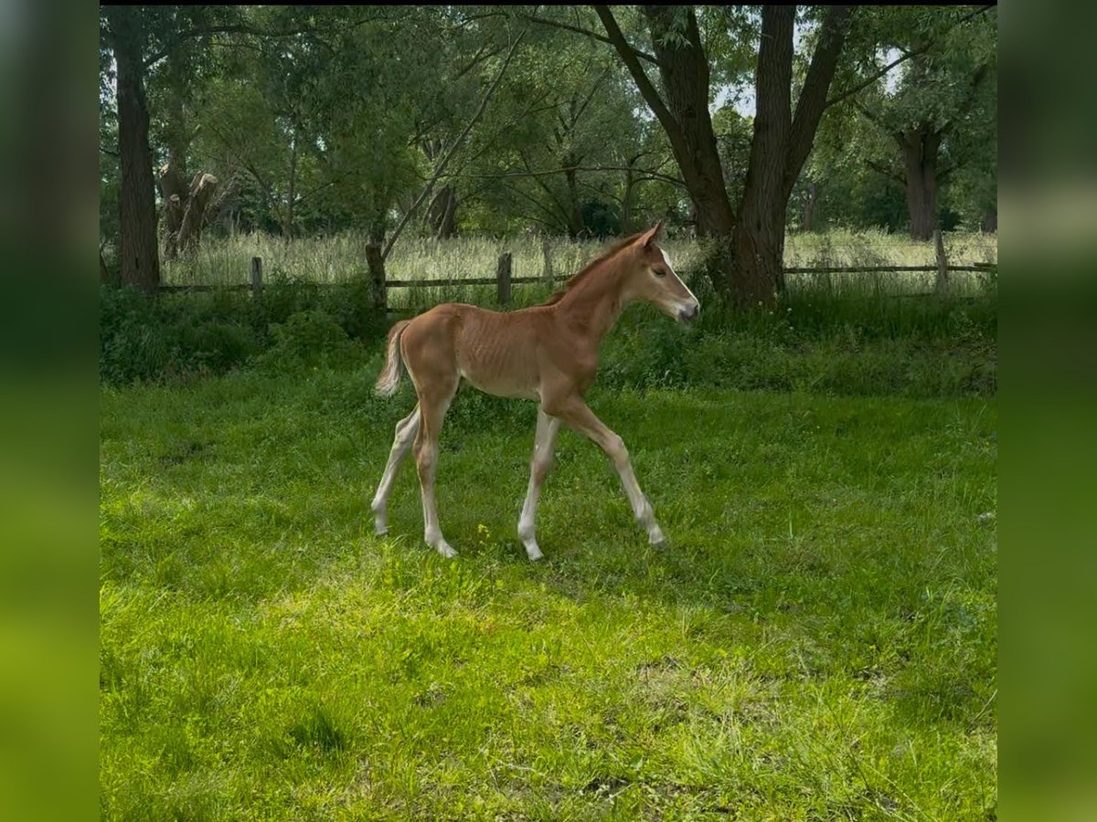 Hanoverian Stallion  16,2 hh Chestnut-Red in Sieroszowice