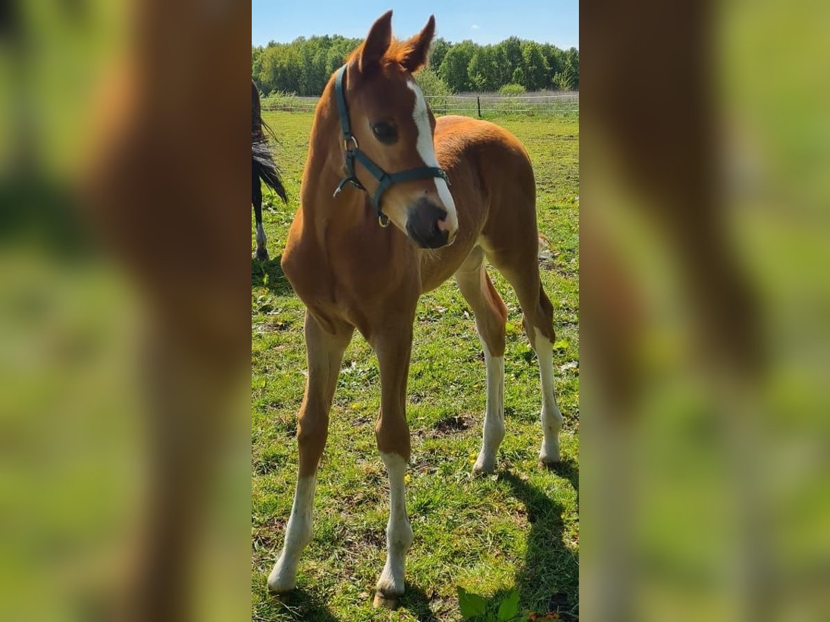 Hanoverian Stallion  16,2 hh Chestnut-Red in Osterholz-Scharmbeck