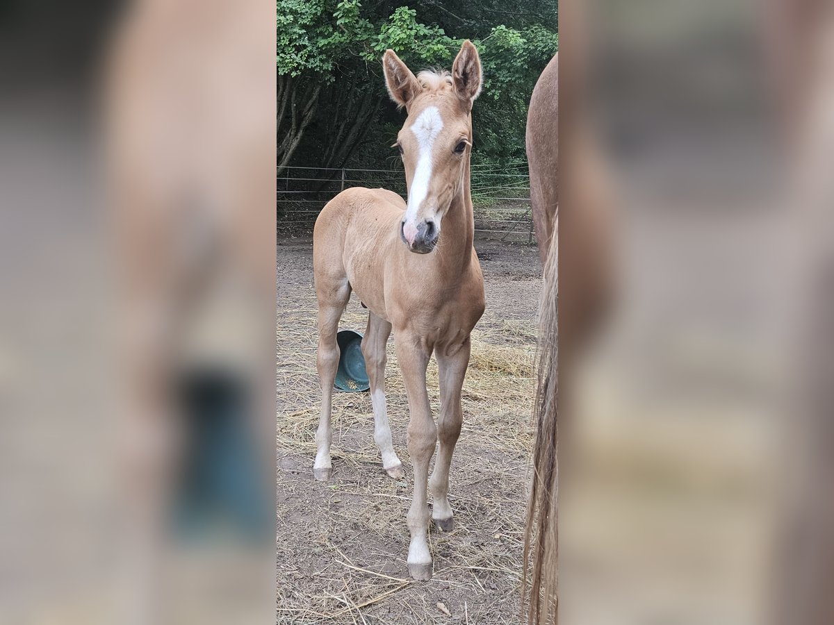 Hanoverian Stallion  16,2 hh Palomino in Fulda
