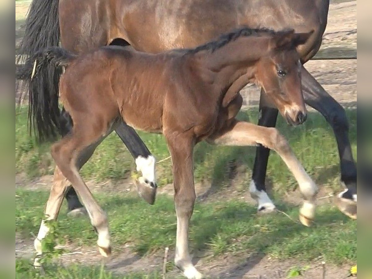 Hanoverian Stallion  16,3 hh Bay-Dark in Ratekau