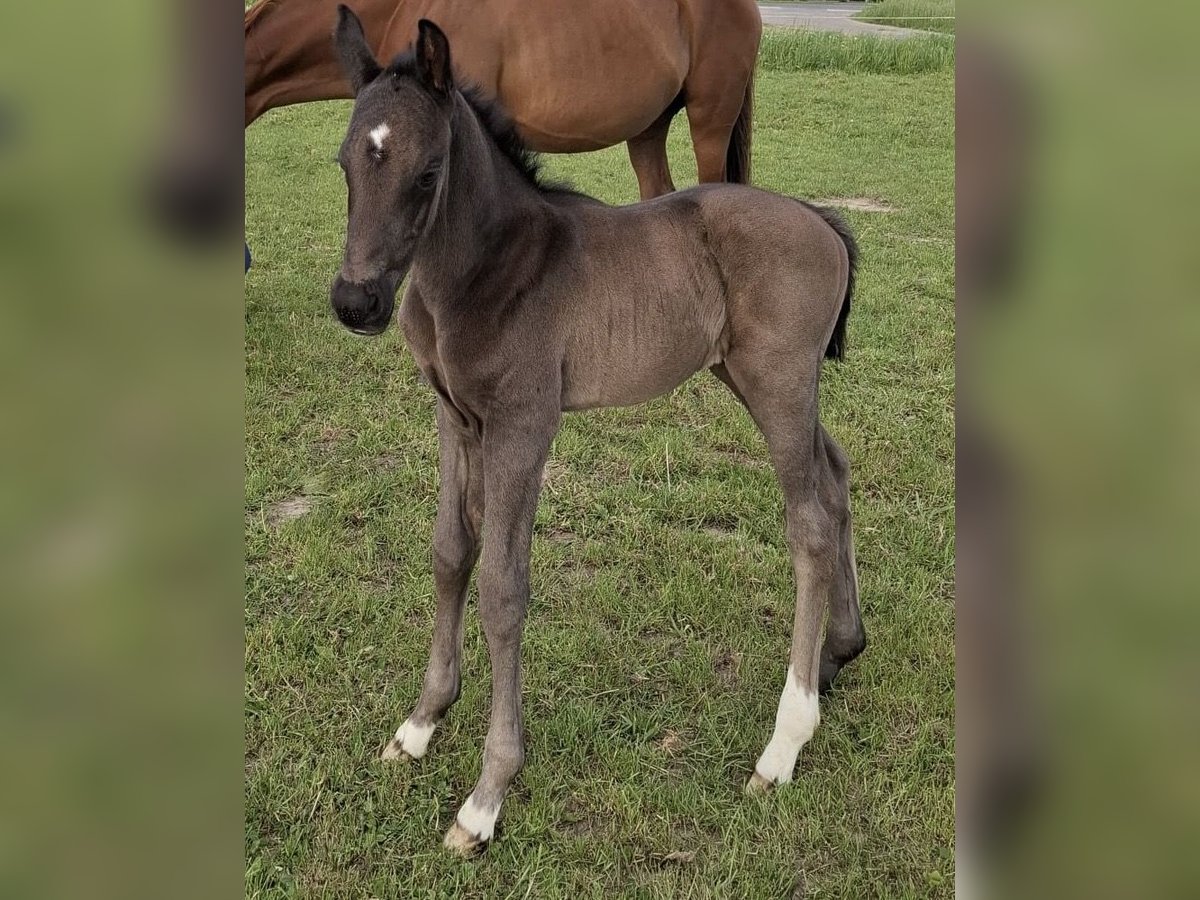 Hanoverian Stallion  16,3 hh Black in Wittingen/Kakerbeck