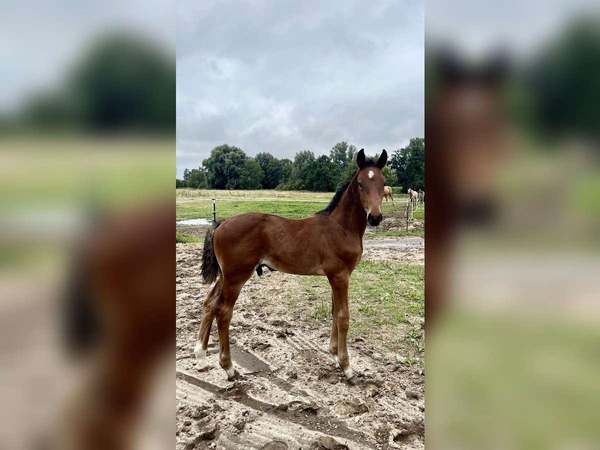 Hanoverian Stallion Foal (06/2025) 16,3 hh Brown in Belum