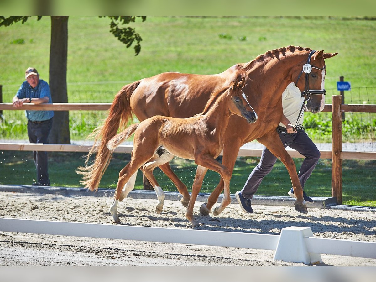 Hanoverian Stallion  16,3 hh Chestnut in Kolitzheim