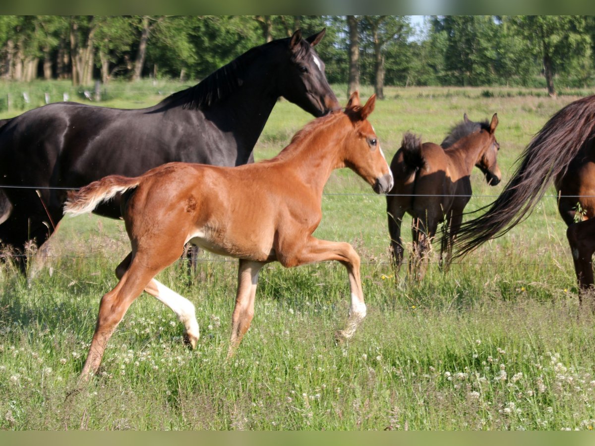 Hanoverian Stallion  16,3 hh Chestnut-Red in Kutenholz
