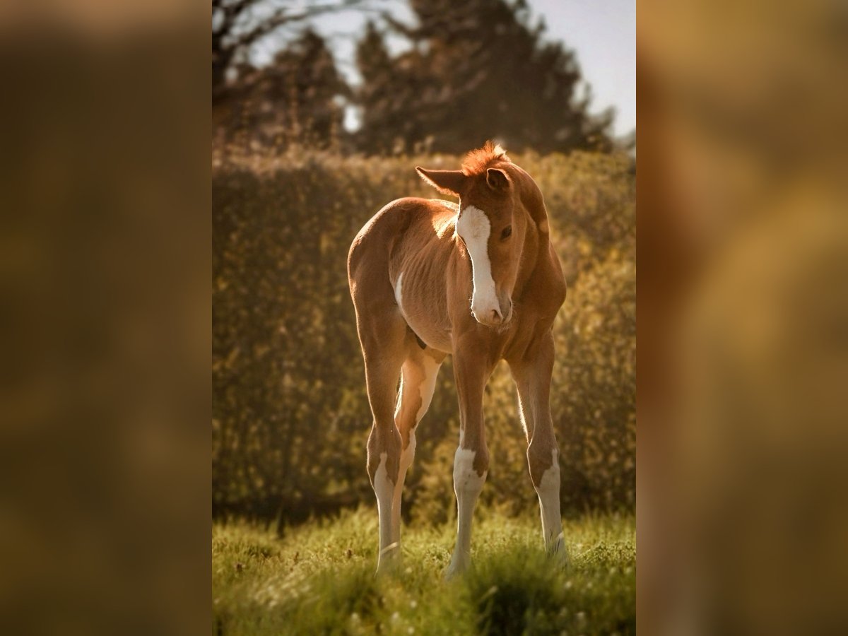 Hanoverian Stallion  16,3 hh Chestnut-Red in Wolsdorf