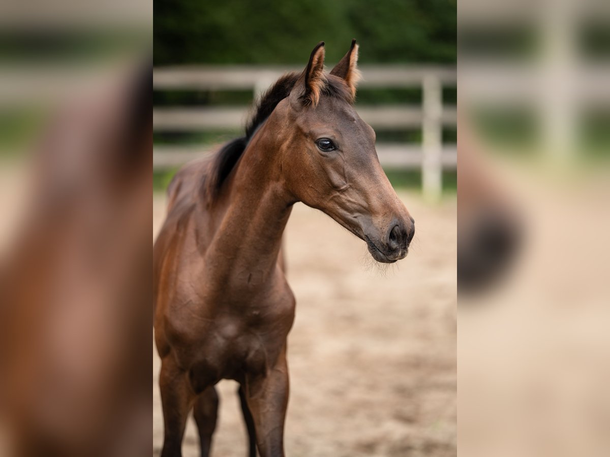 Hanoverian Stallion Foal (04/2025) 16,3 hh in Nordhorn
