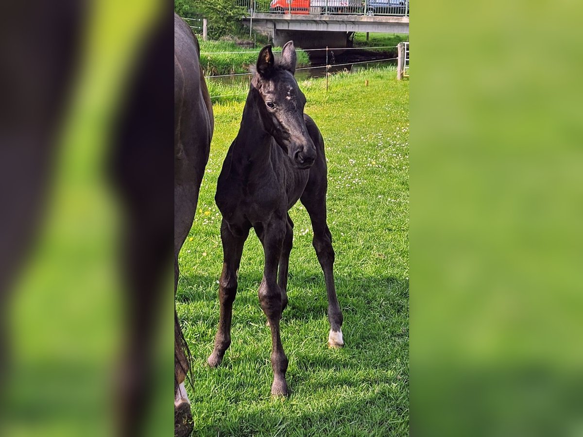Hanoverian Stallion Foal (03/2025) 16,3 hh Smoky-Black in Nienhagen