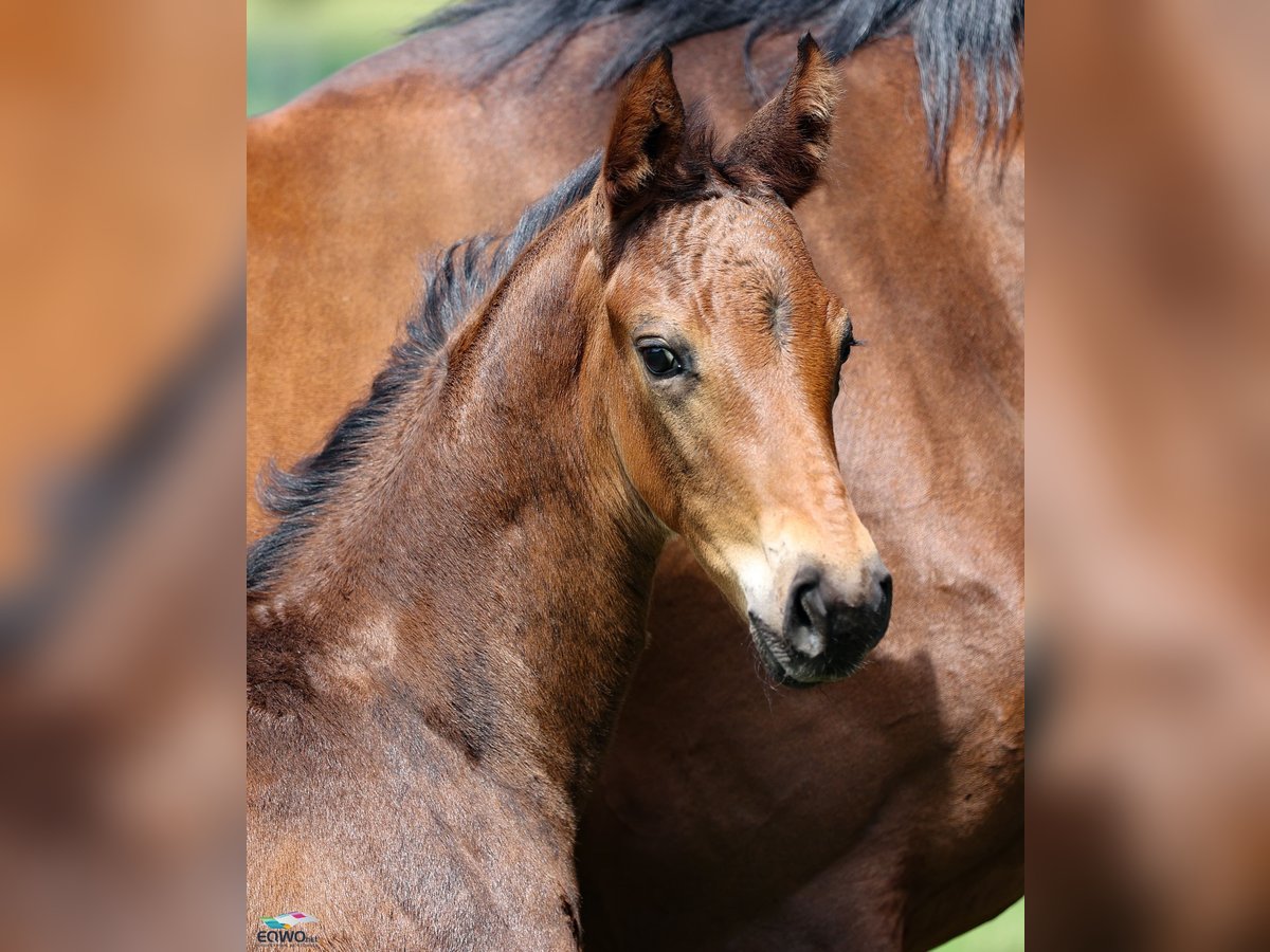 Hanoverian Stallion  17 hh Bay-Dark in F&#xFC;rstenau