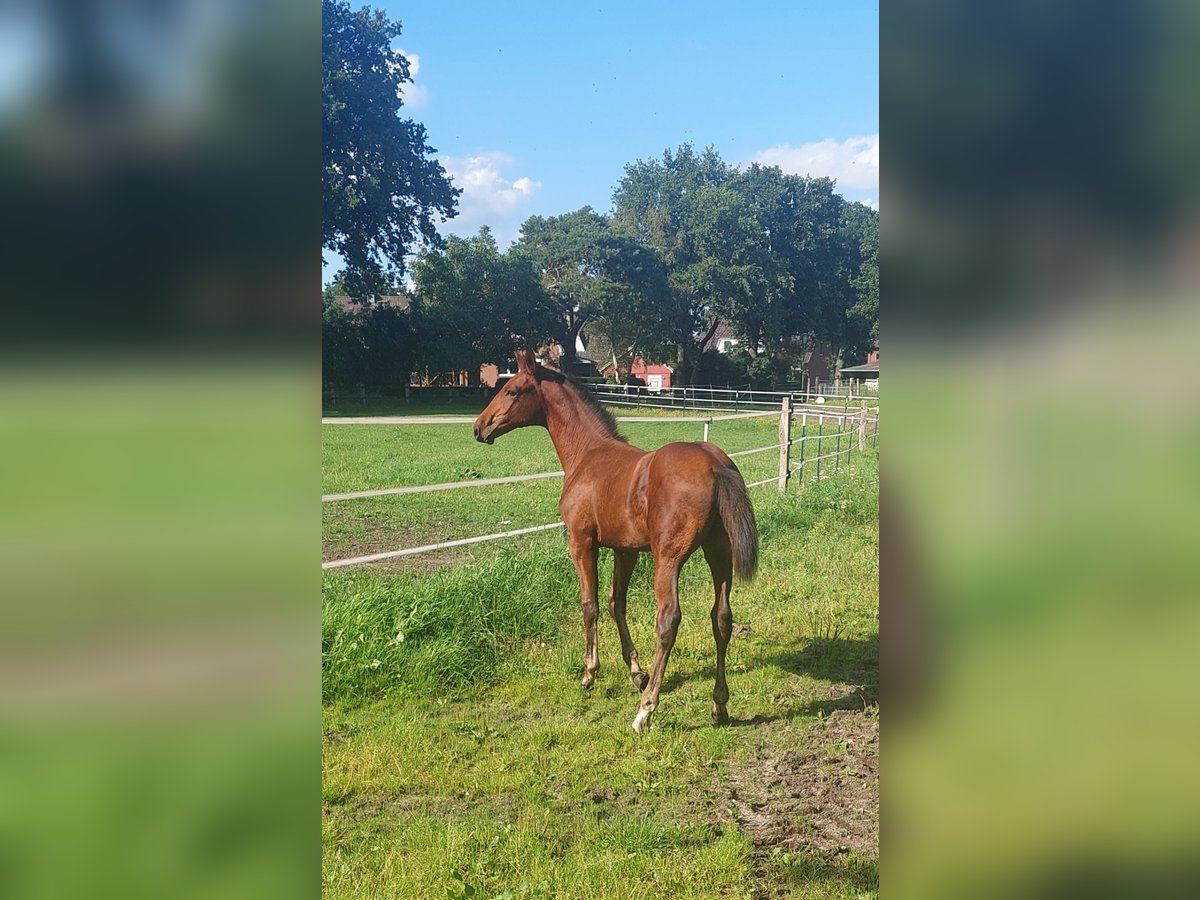 Hanoverian Stallion Foal (05/2023) 17 hh Bay-Dark in Lentföhrden