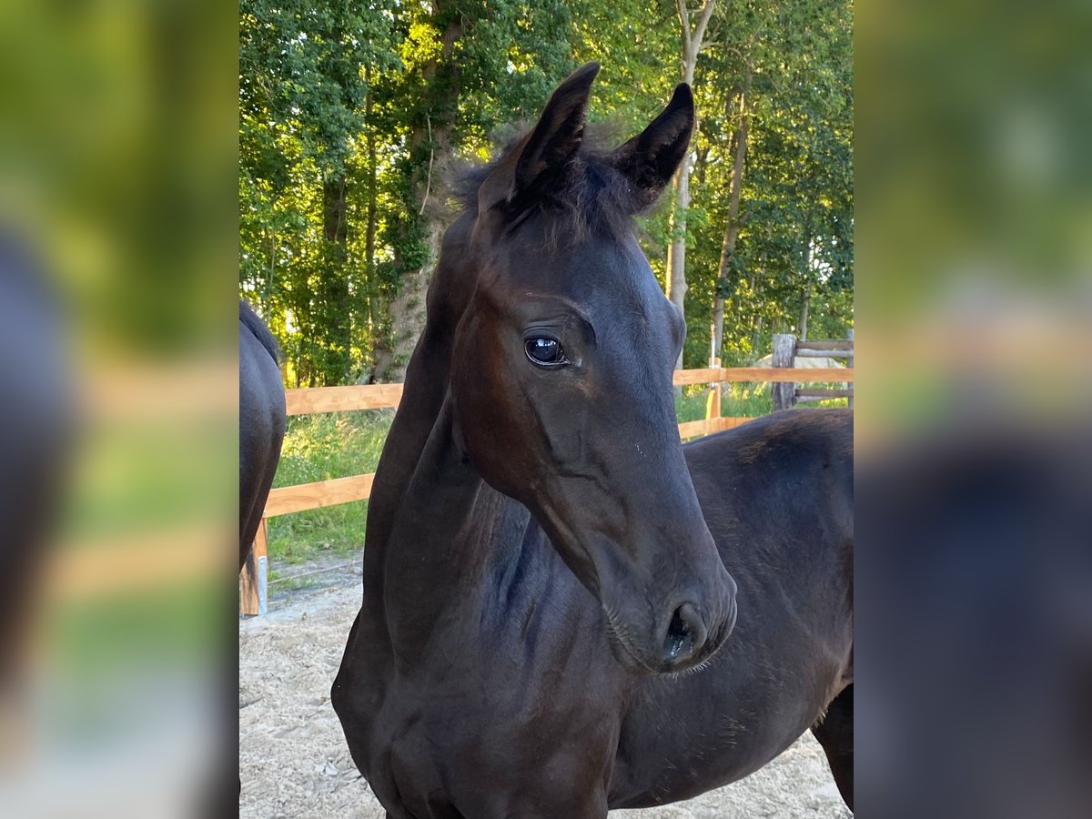 Hanoverian Stallion  17 hh Black in Cadenberg