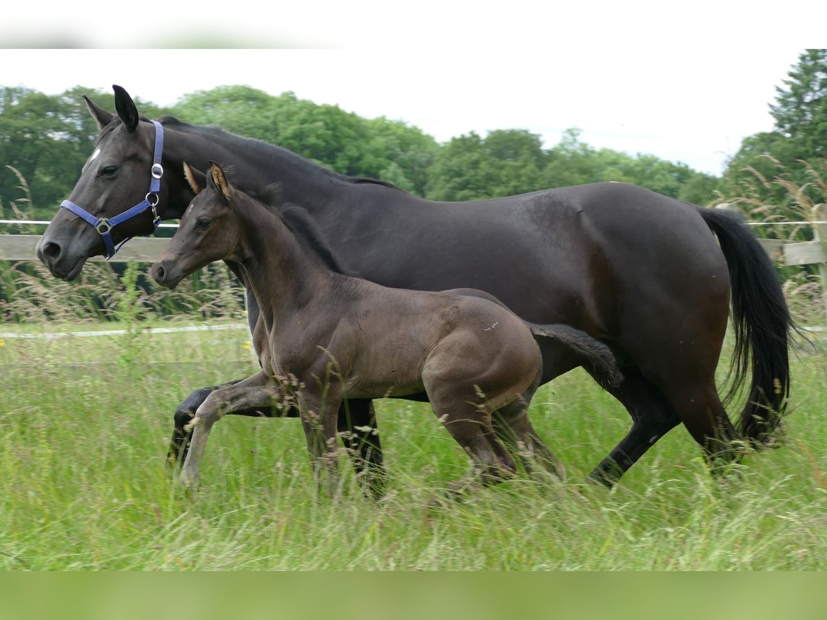 Hanoverian Stallion  17 hh Black in Greifenstein