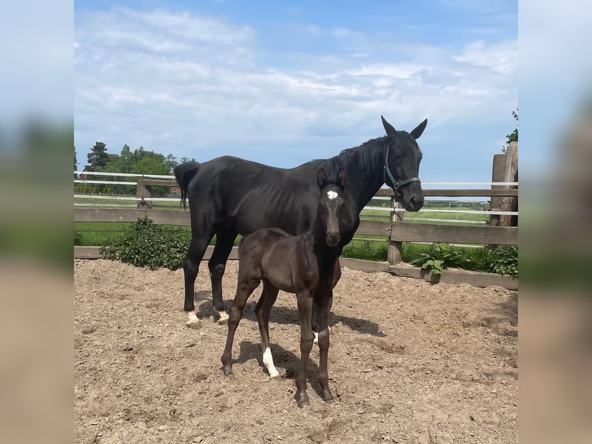 Hanoverian Stallion  17 hh Black in Wagenfeld