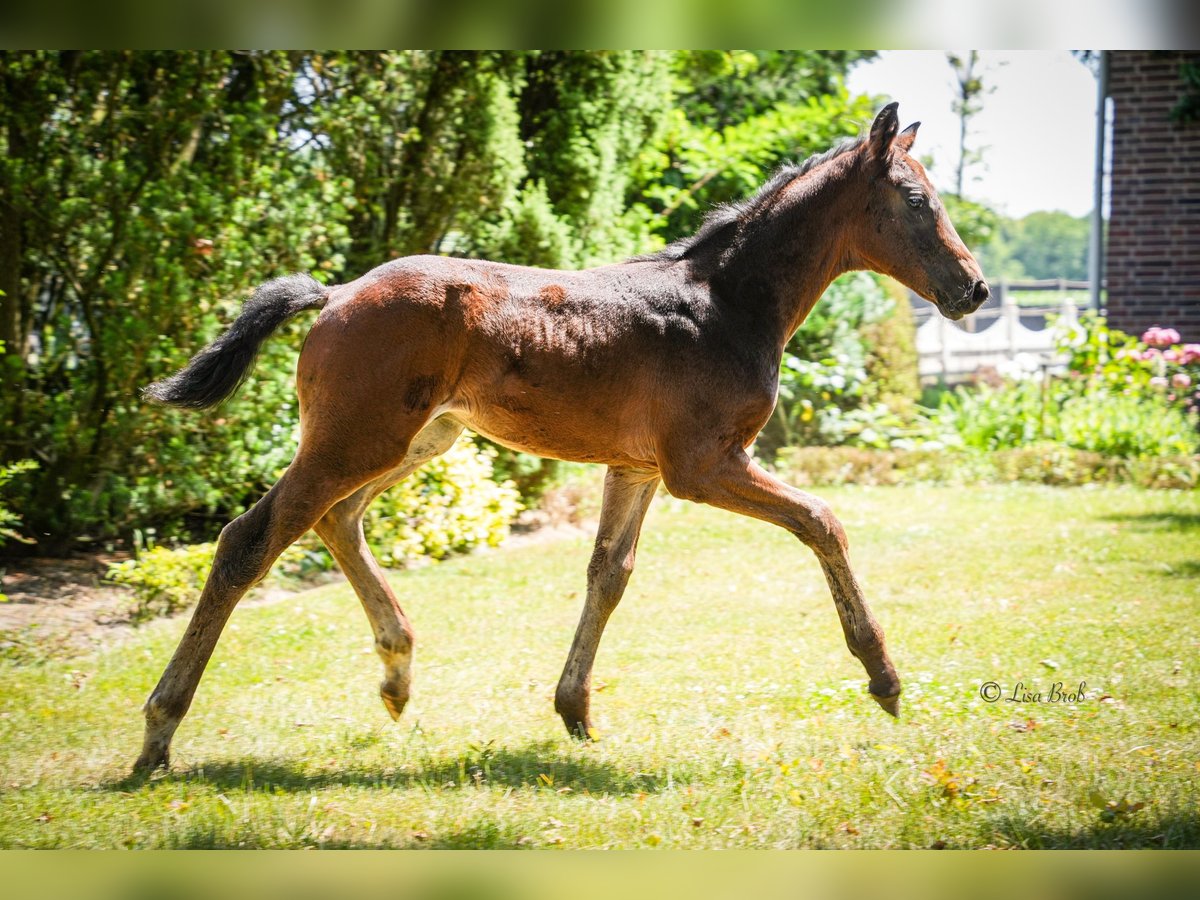 Hanoverian Stallion  17 hh Brown in Senden