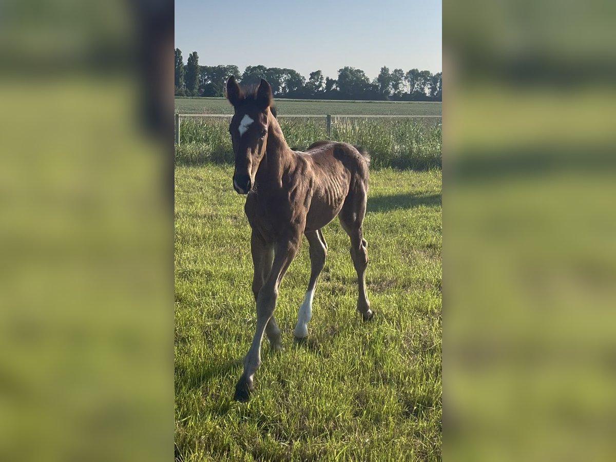 Hanoverian Stallion  17 hh Brown in Norden