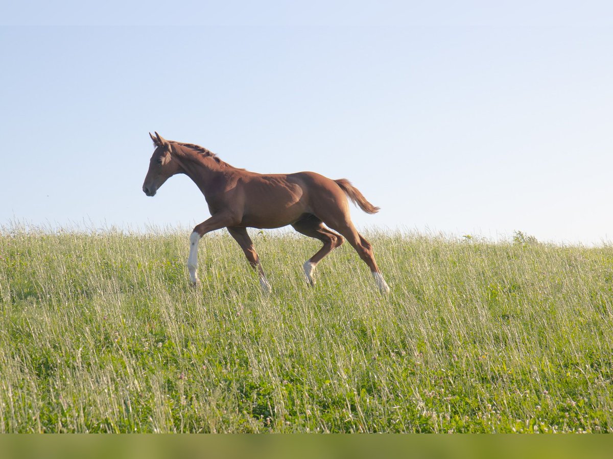 Hanoverian Stallion Foal (04/2025) 17 hh Chestnut in Lautertal