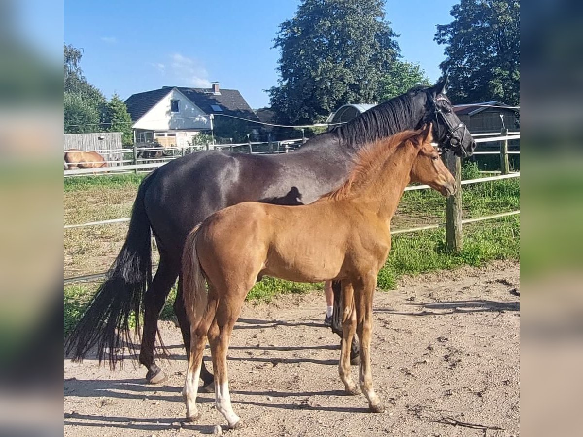 Hanoverian Stallion Foal (05/2023) 17 hh Chestnut in Schmalfeld