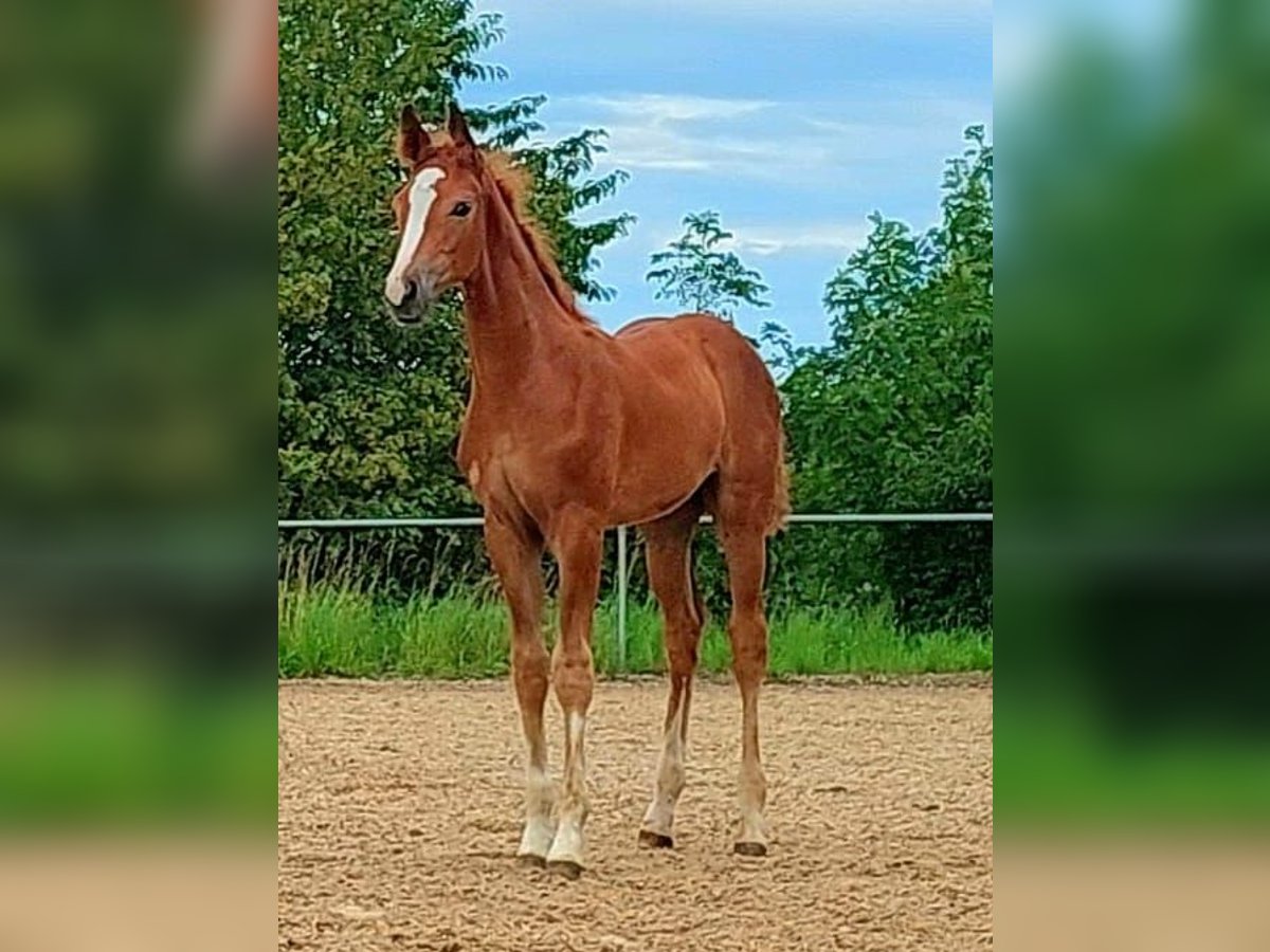 Hanoverian Stallion Foal (05/2023) 17 hh Chestnut-Red in Burgthann