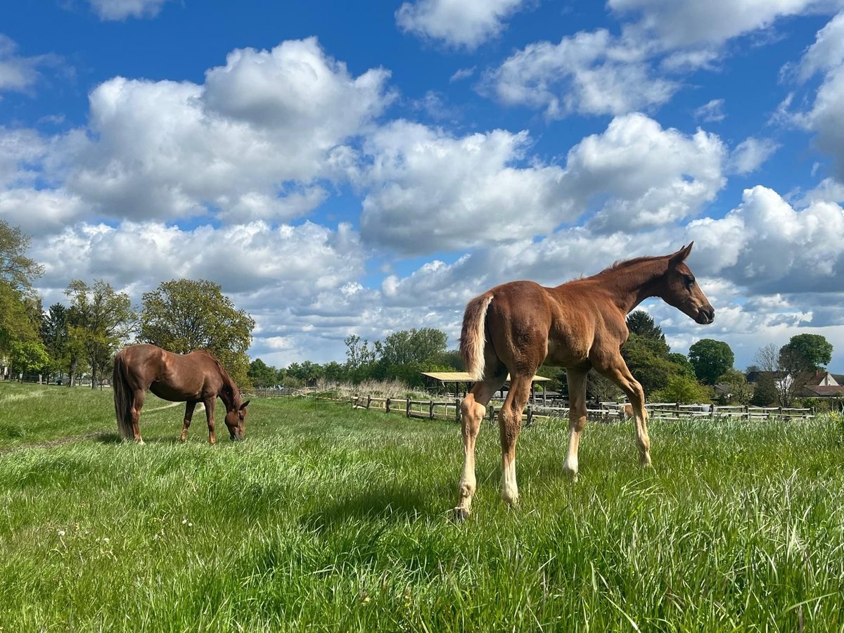 Hanoverian Stallion Foal (02/2024) 17 hh Chestnut-Red in Ketzin