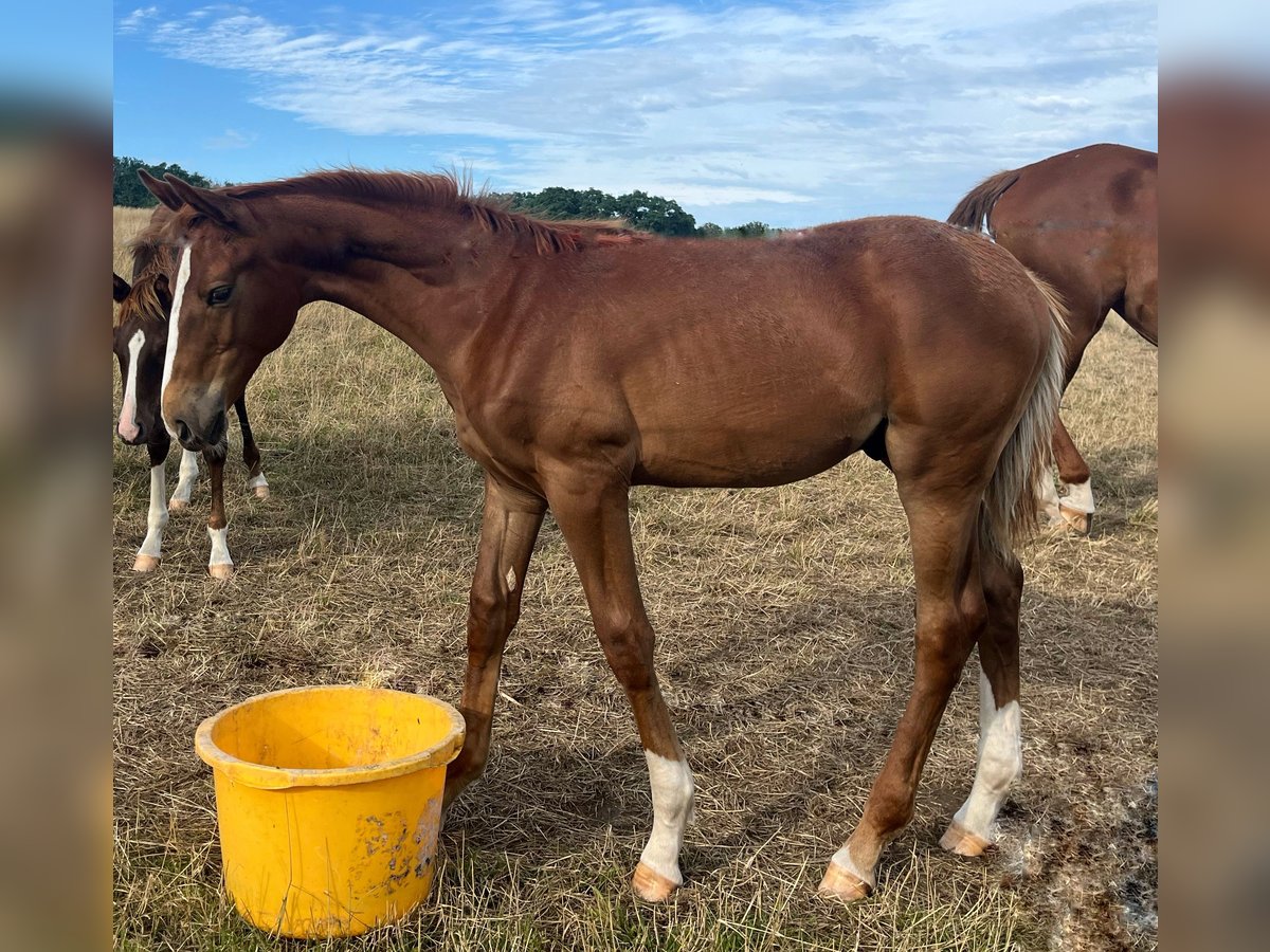 Hanoverian Stallion Foal (02/2024) 17 hh Chestnut-Red in Ketzin