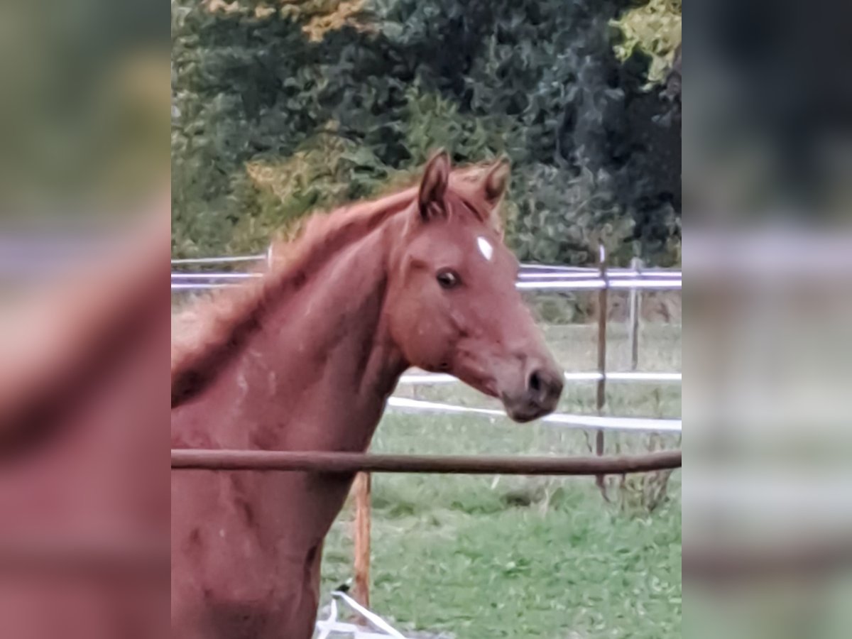 Hanoverian Stallion  17 hh Chestnut-Red in Stare Czarnowo