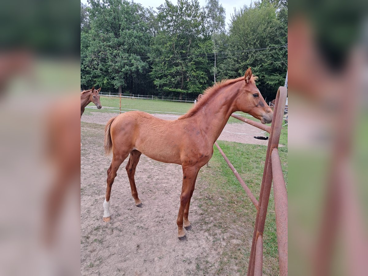 Hanoverian Stallion Foal (03/2024) 17 hh Chestnut-Red in Stare Czarnowo