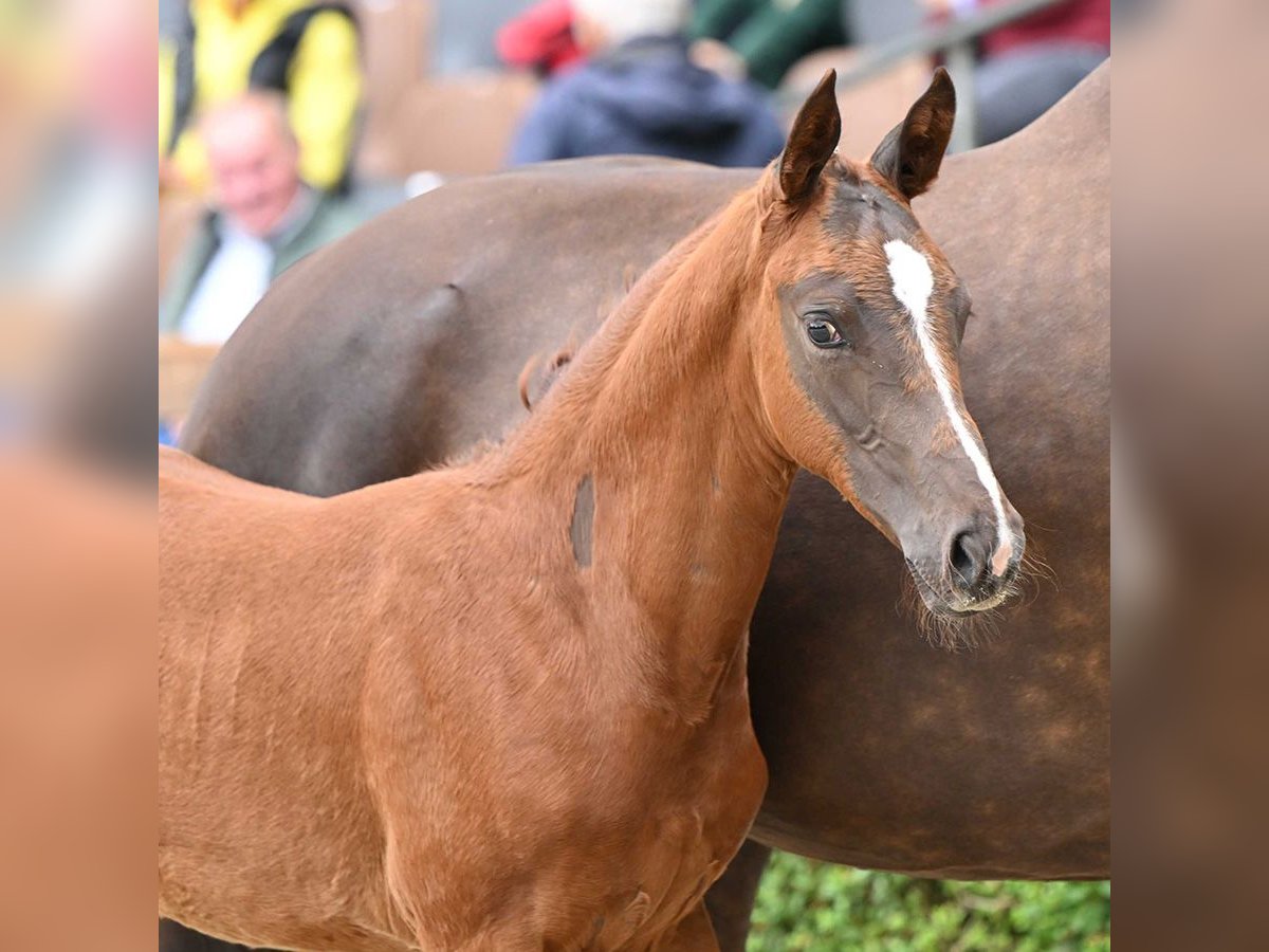 Hanoverian Stallion Foal (05/2024) Bay-Dark in Bad Bevensen