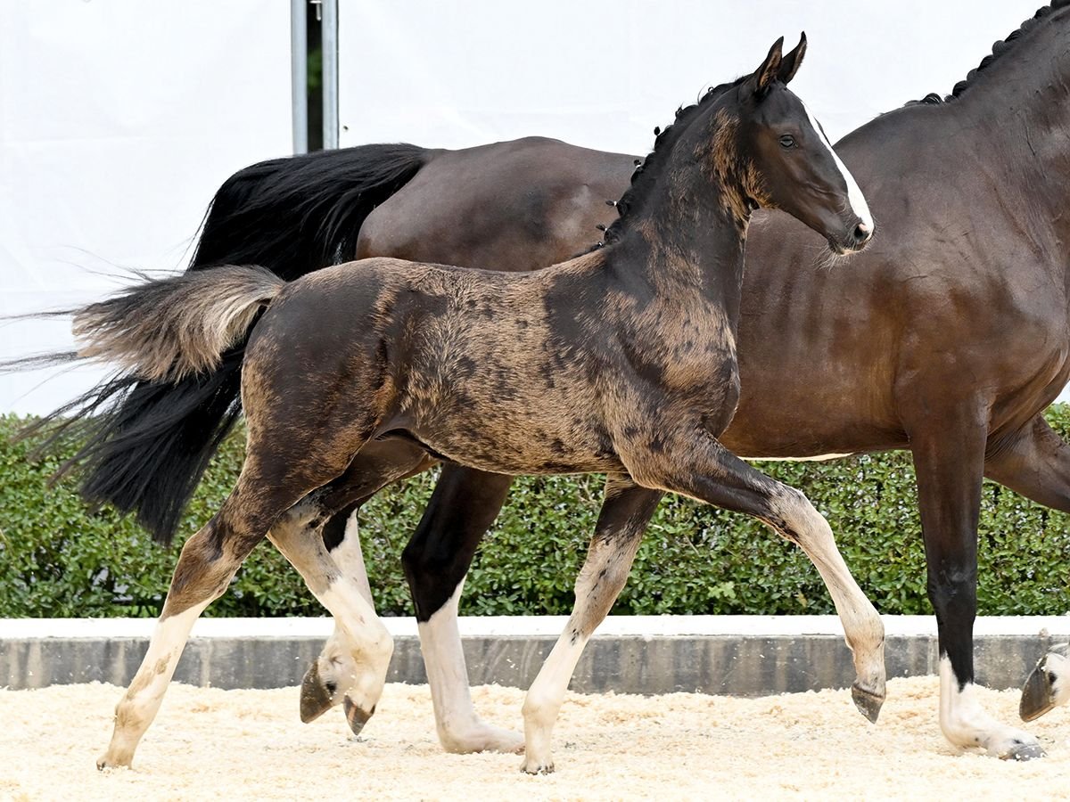 Hanoverian Stallion Foal (05/2025) Bay-Dark in Bad Bevensen