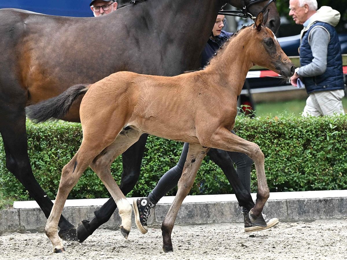 Hanoverian Stallion Foal (05/2025) Bay-Dark in Bad Bevensen