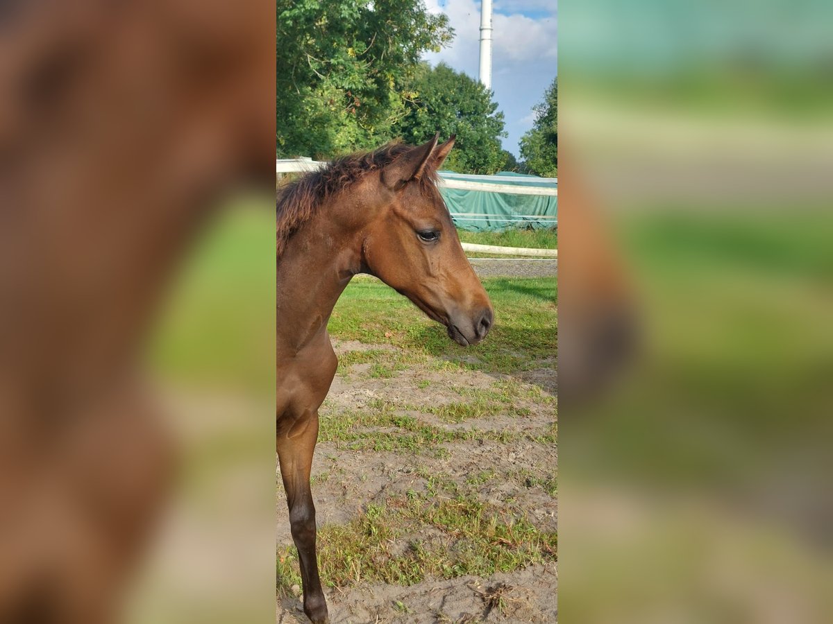 Hanoverian Stallion Foal (02/2025) Bay-Dark in Dornum Nesse
