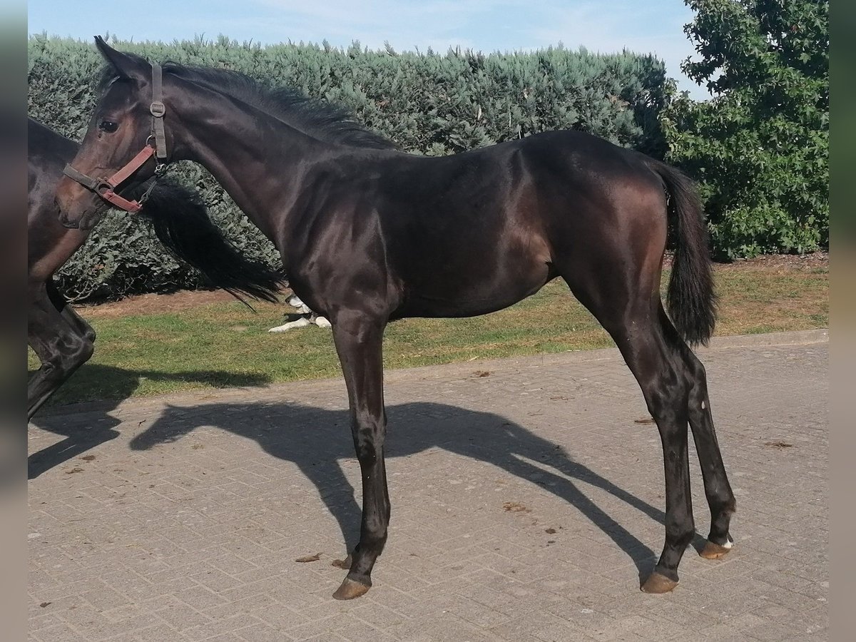 Hanoverian Stallion Foal (04/2025) Bay-Dark in Sulingen Hanoverian Stallion Foal (04/2025) Bay-Dark in Sulingen