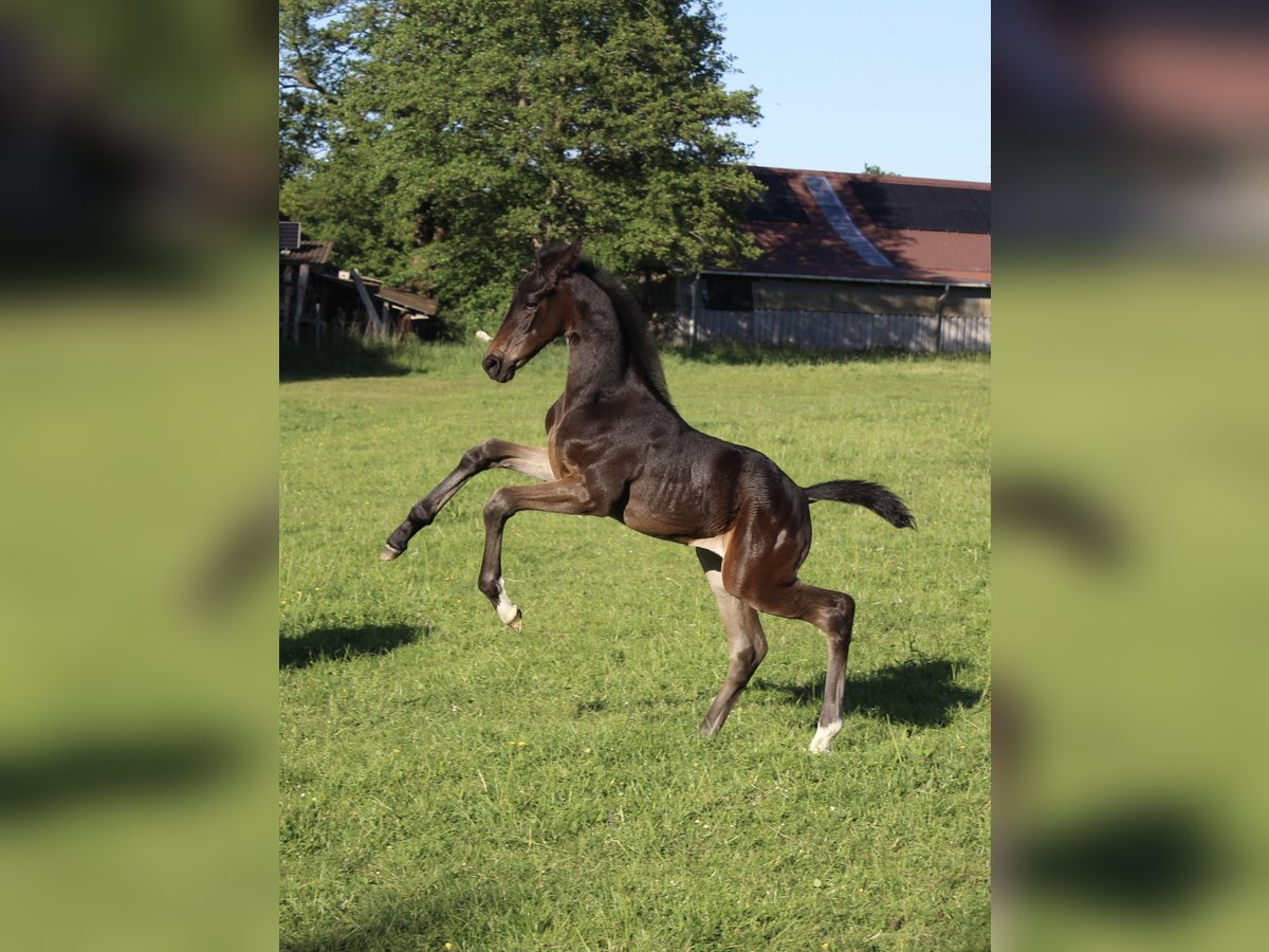 Hanoverian Stallion  Bay-Dark in Gro&#xDF;enw&#xF6;rden