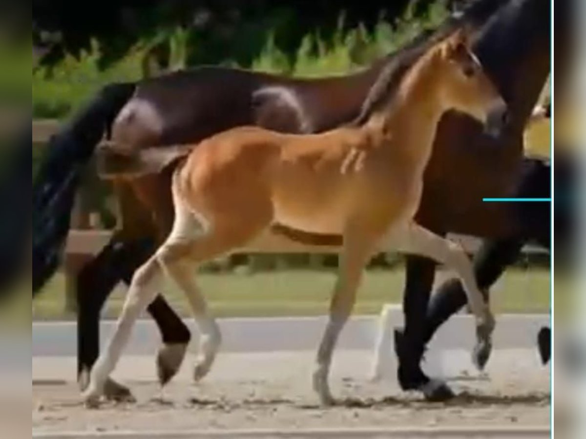 Hanoverian Stallion Foal (05/2025) Bay-Dark in Hameln