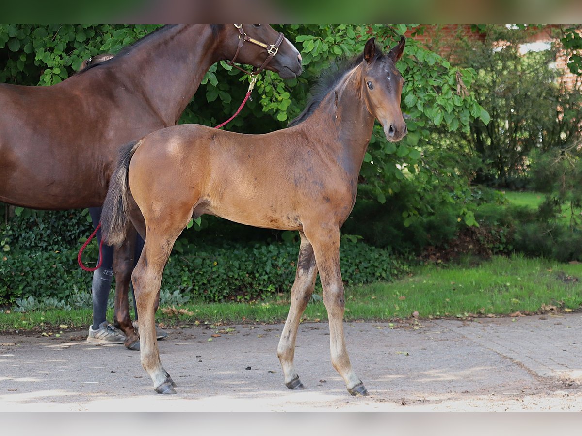 Hanoverian Stallion  Bay-Dark in M&#xFC;den (Aller)