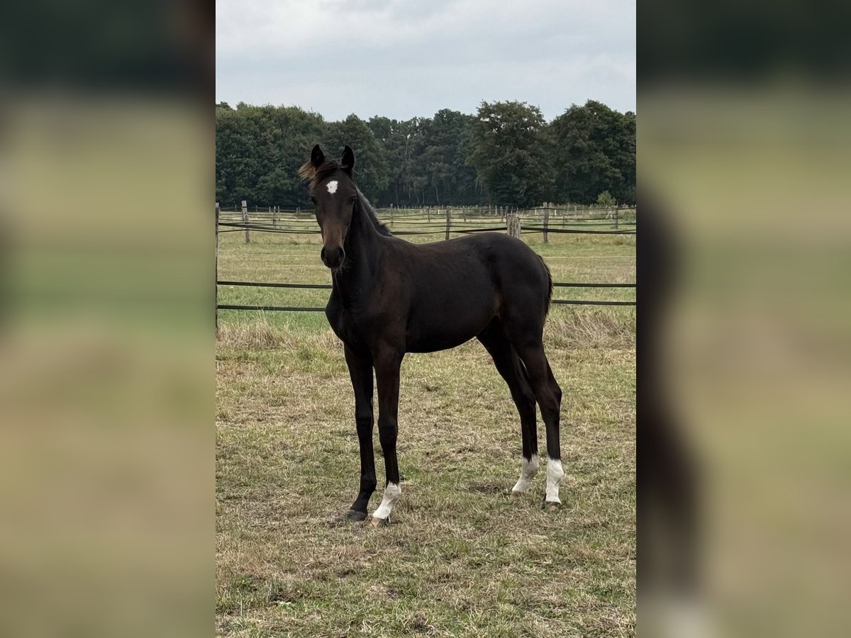 Hanoverian Stallion Foal (03/2025) Bay-Dark in Neustadt am R&#xFC;benberge