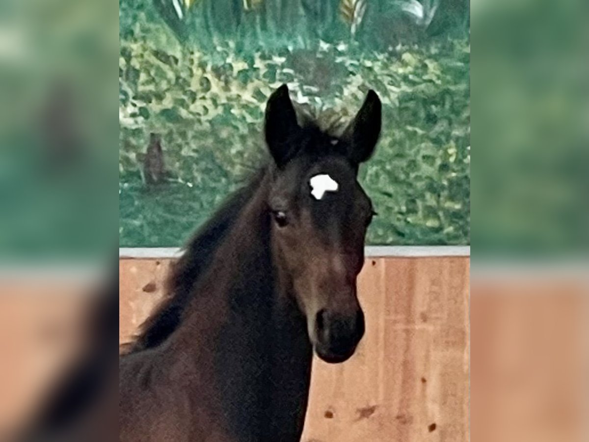 Hanoverian Stallion  Bay-Dark in Rees