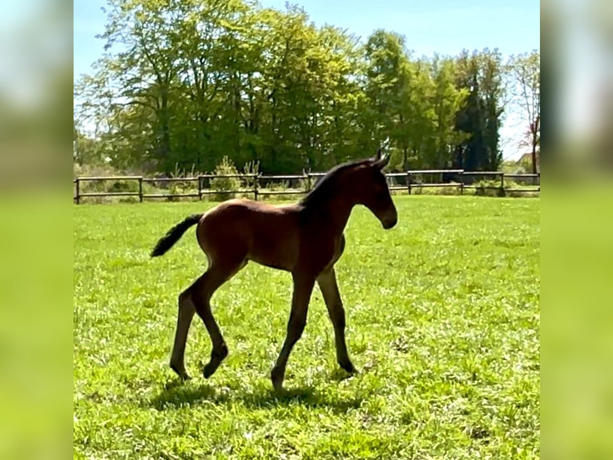 Hanoverian Stallion Foal (04/2025) Bay-Dark in Aurich