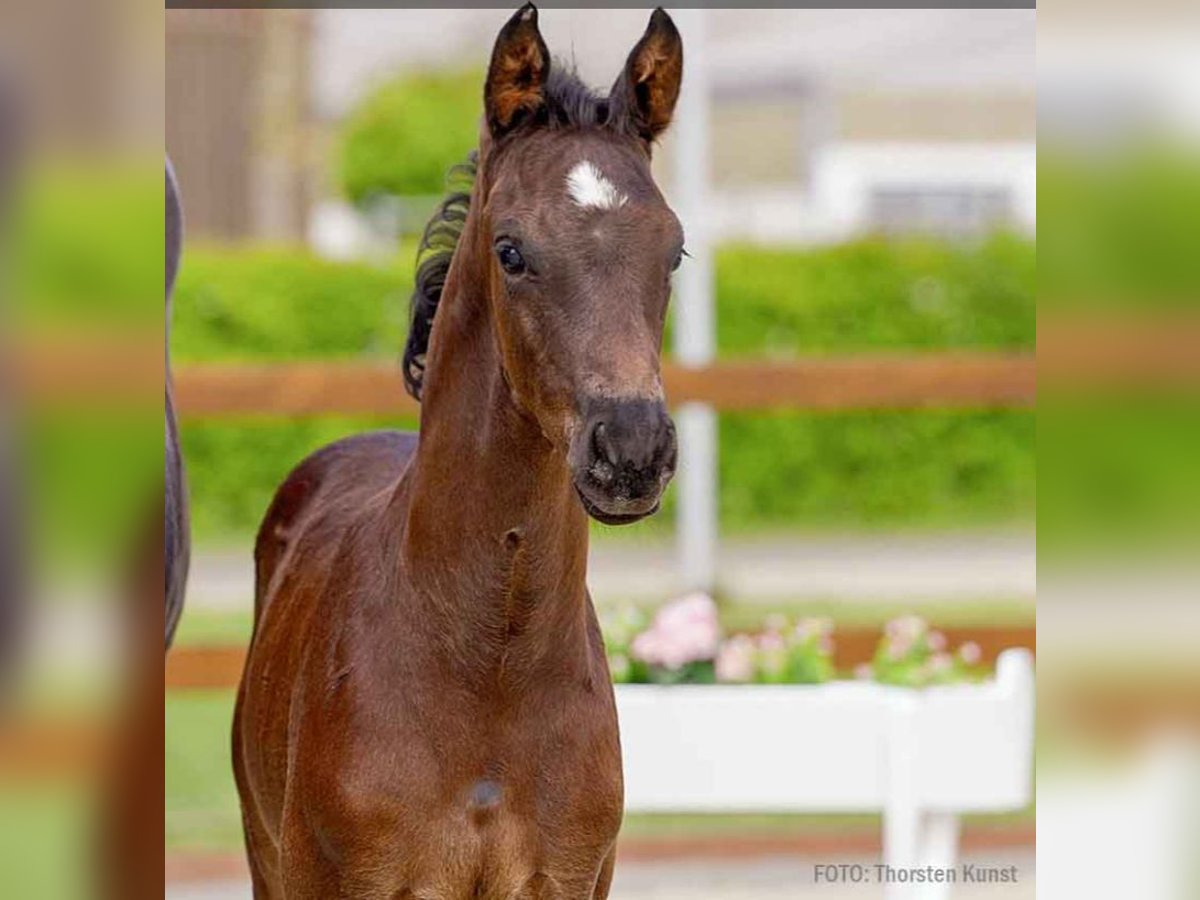 Hanoverian Stallion  Bay-Dark in Verden (Aller)