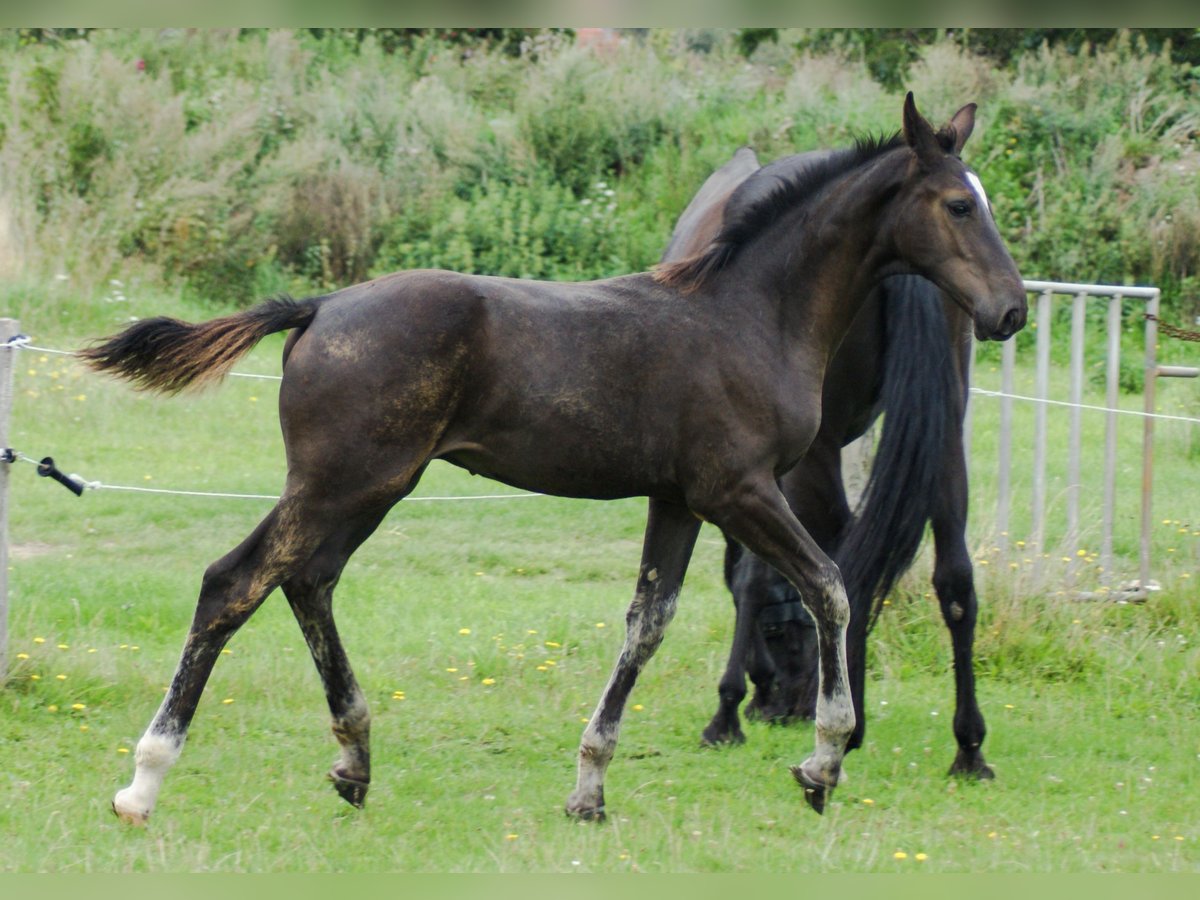 Hanoverian Stallion Foal (04/2023) Bay-Dark in Waabs