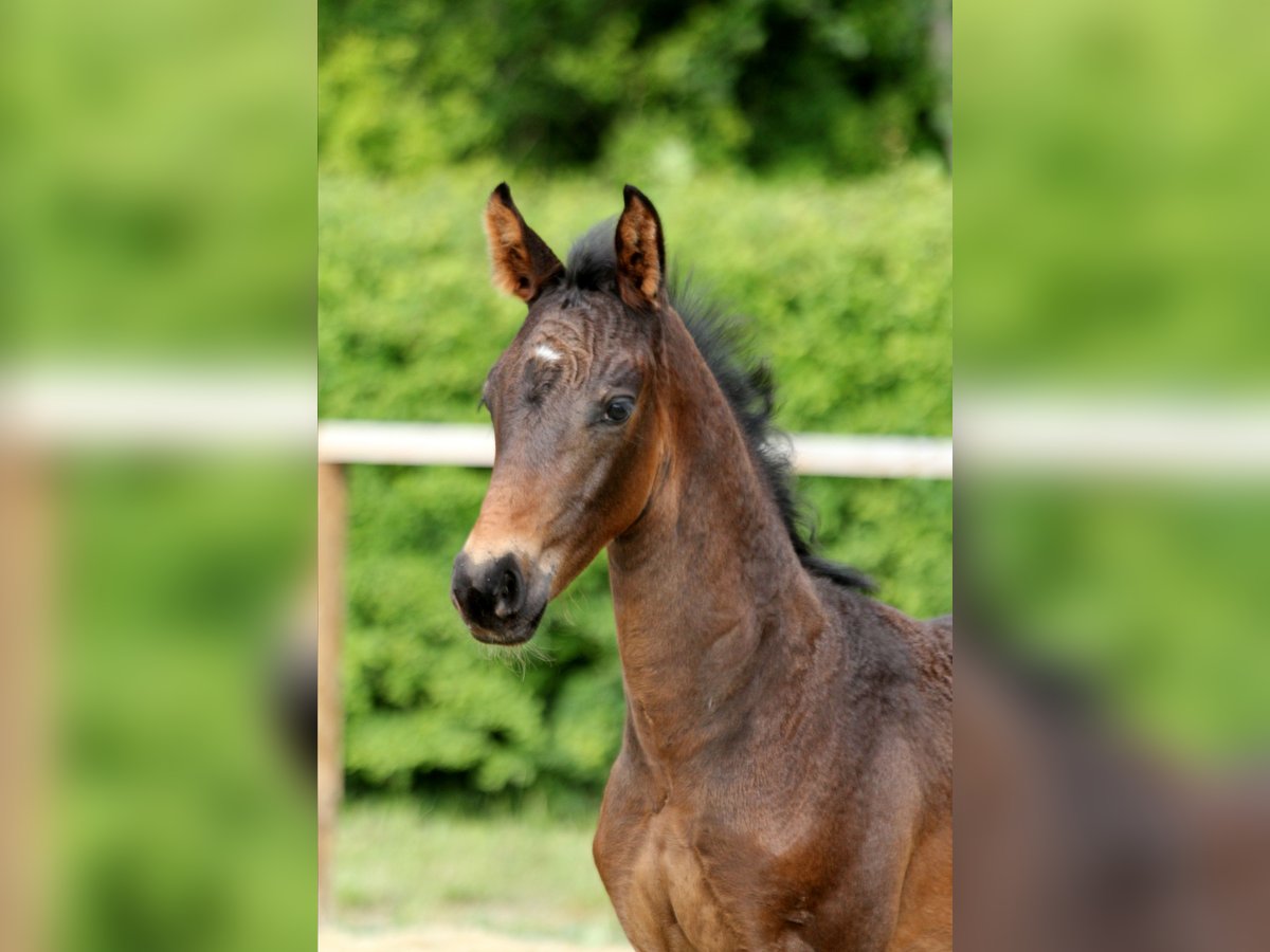 Hanoverian Stallion Foal (04/2025) Bay-Dark in Wingst