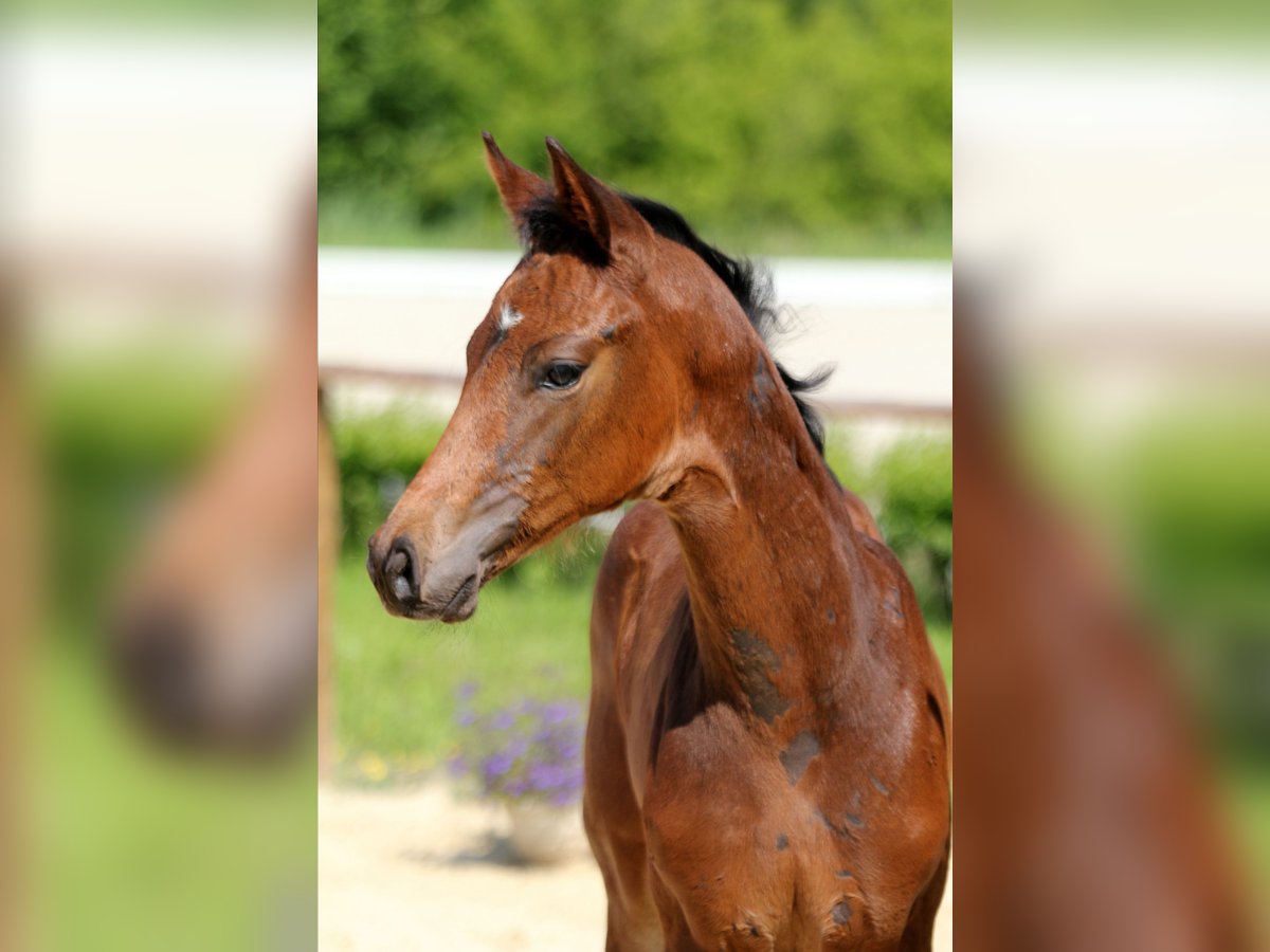 Hanoverian Stallion Foal (04/2025) Bay-Dark in Wingst